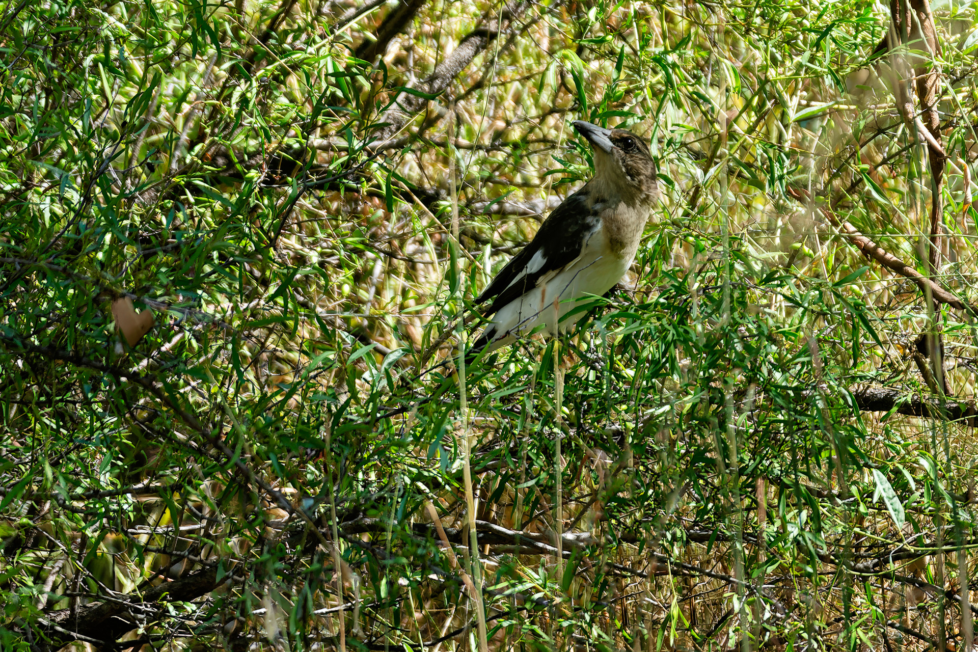 Braunweißer Flötenkrähenstar